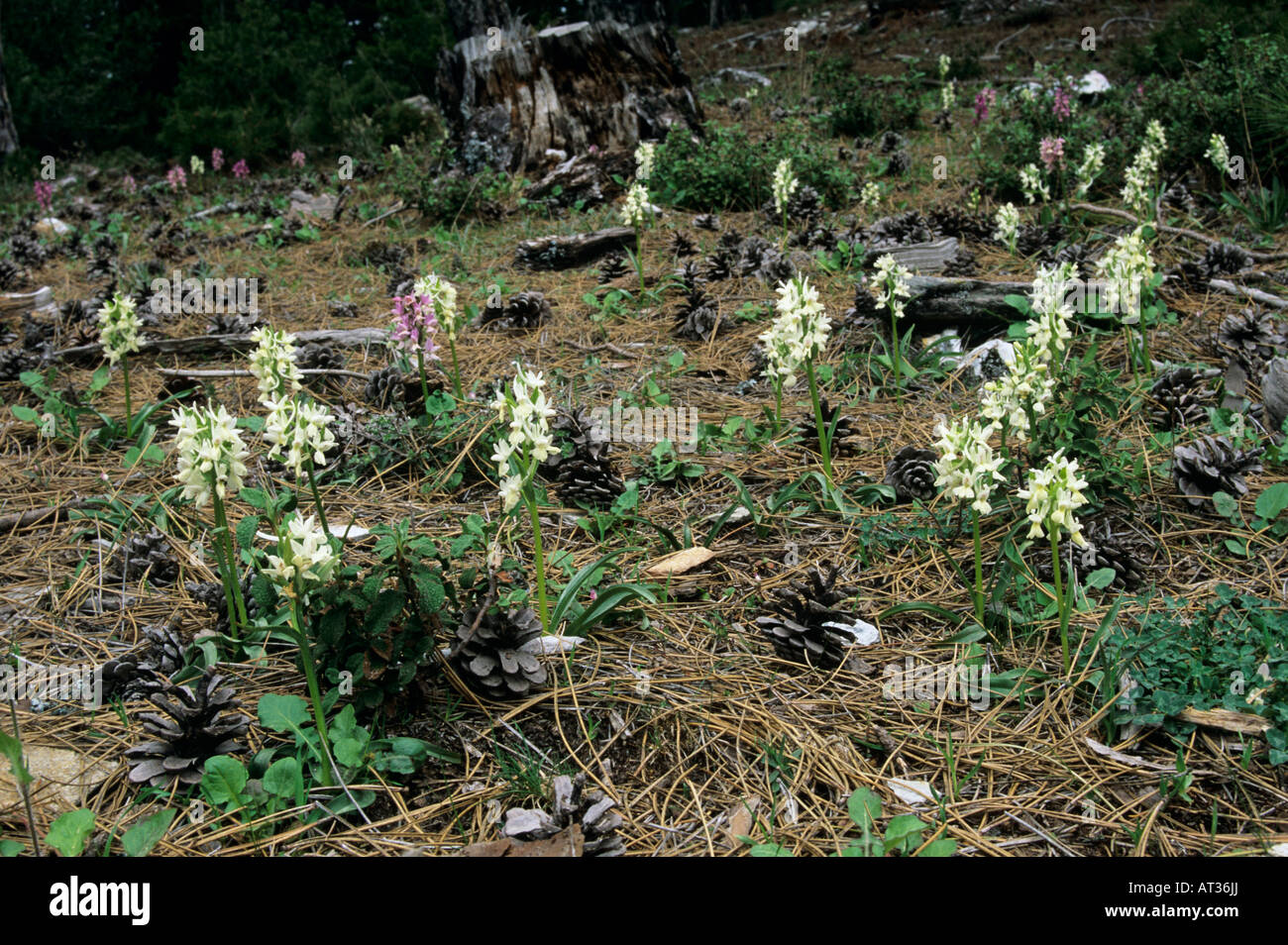 Roman Orchid Dactylorhiza romana blossom Samos Greek Island Greece April 1994 Stock Photo
