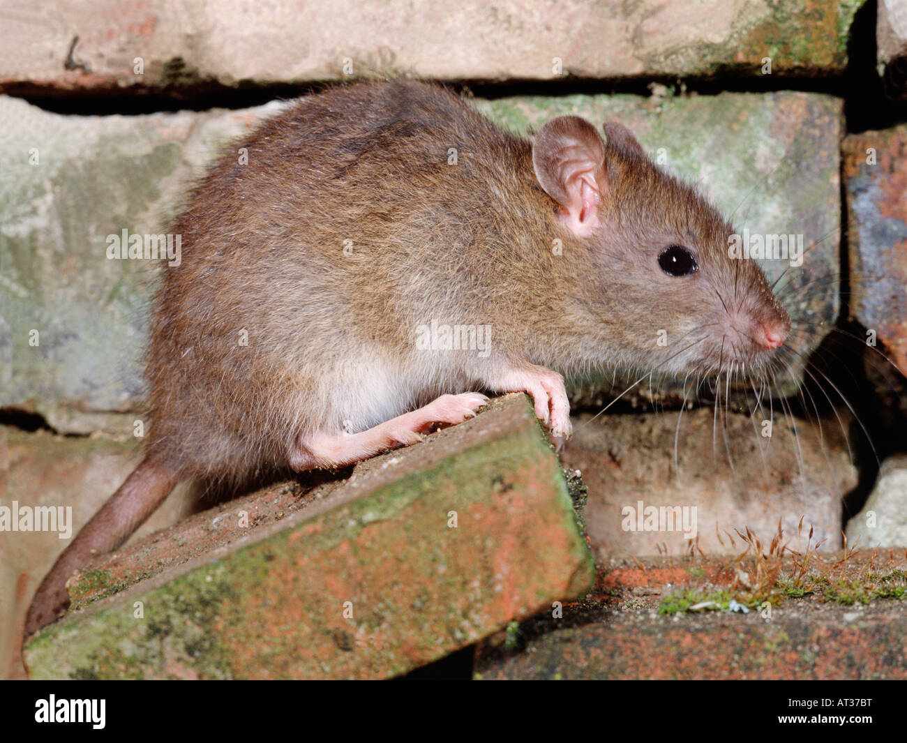 Surmulot ou rat degout wanderratte Brown Rat Common Rat Norway Rat ...