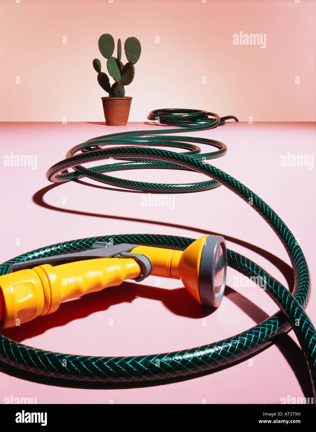 A cactus and a hose pipe Stock Photo