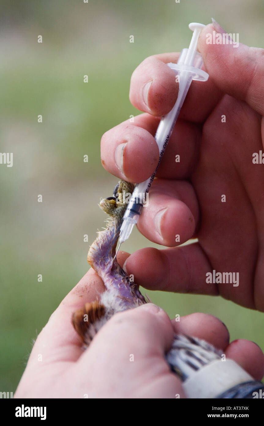 Wildlife biologist banding and conducting research on PygmyOwl taking
