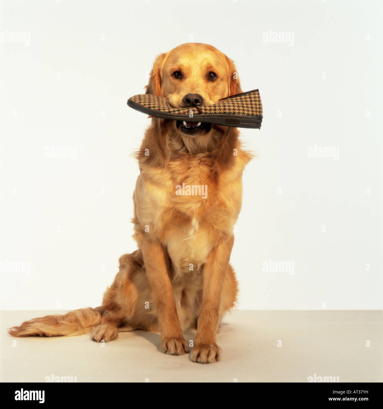 A golden retriever dog with a slipper in it's mouth Stock Photo