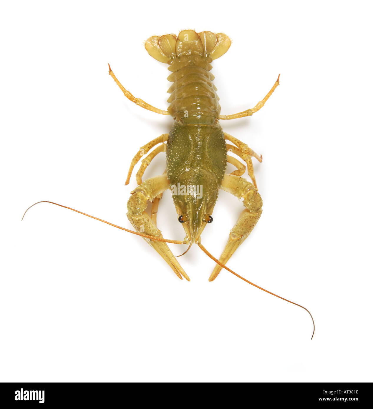 1 one freshwater living crayfish crawfish Flusskrebs Astacus Orconectes virilis only solo single Stock Photo