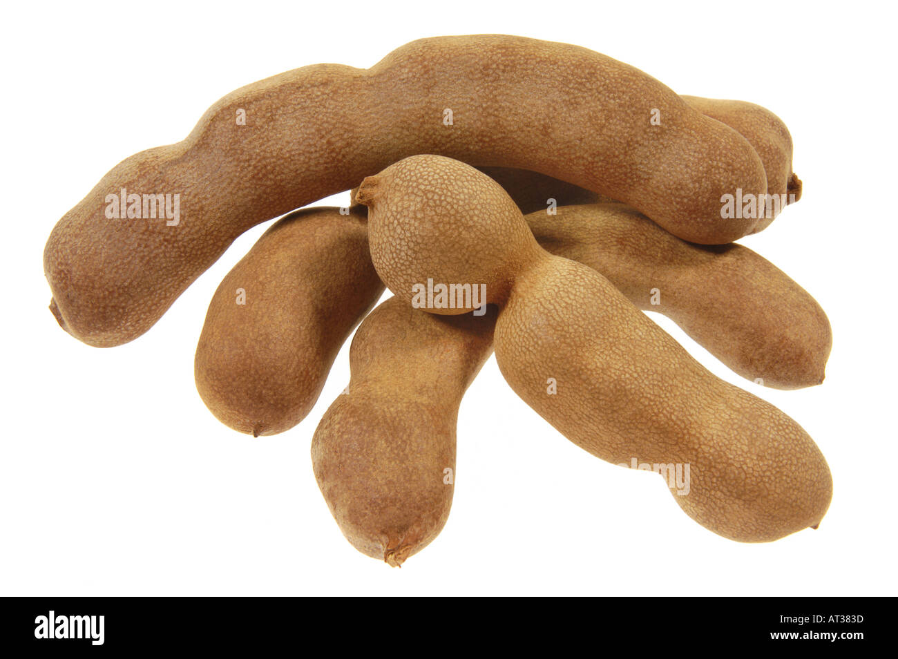 Tamarind Fruit Tamarindus Indica L Leguminosae Fabaceae Tamarindo Stock Photo Alamy Tamarind Fruit Tamarindus Indica L Leguminosae Fabaceae Tamarindo Stock Photo Alamy