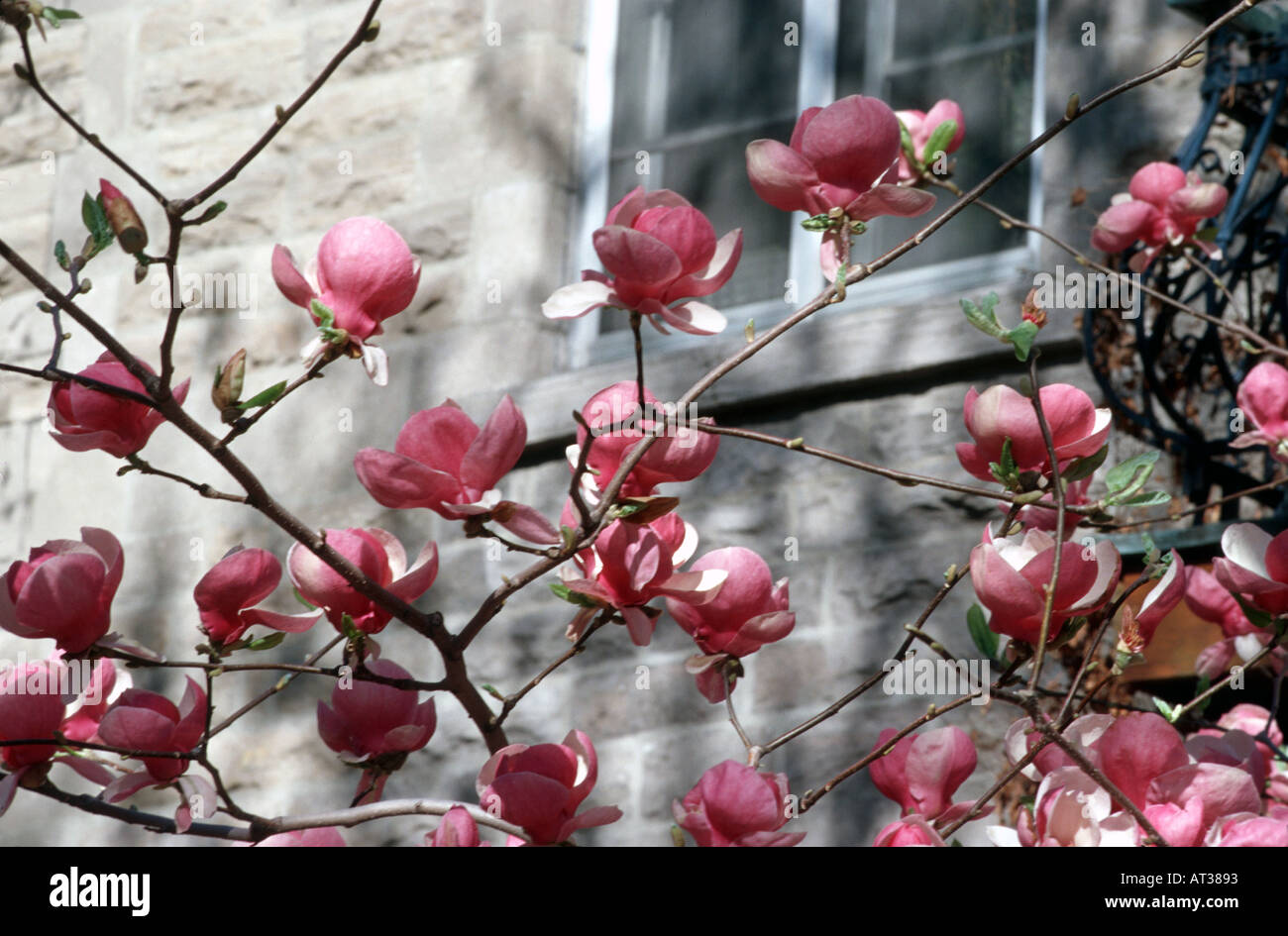 Magnolia tree blosom in spring Montreal Quebec Canada Stock Photo