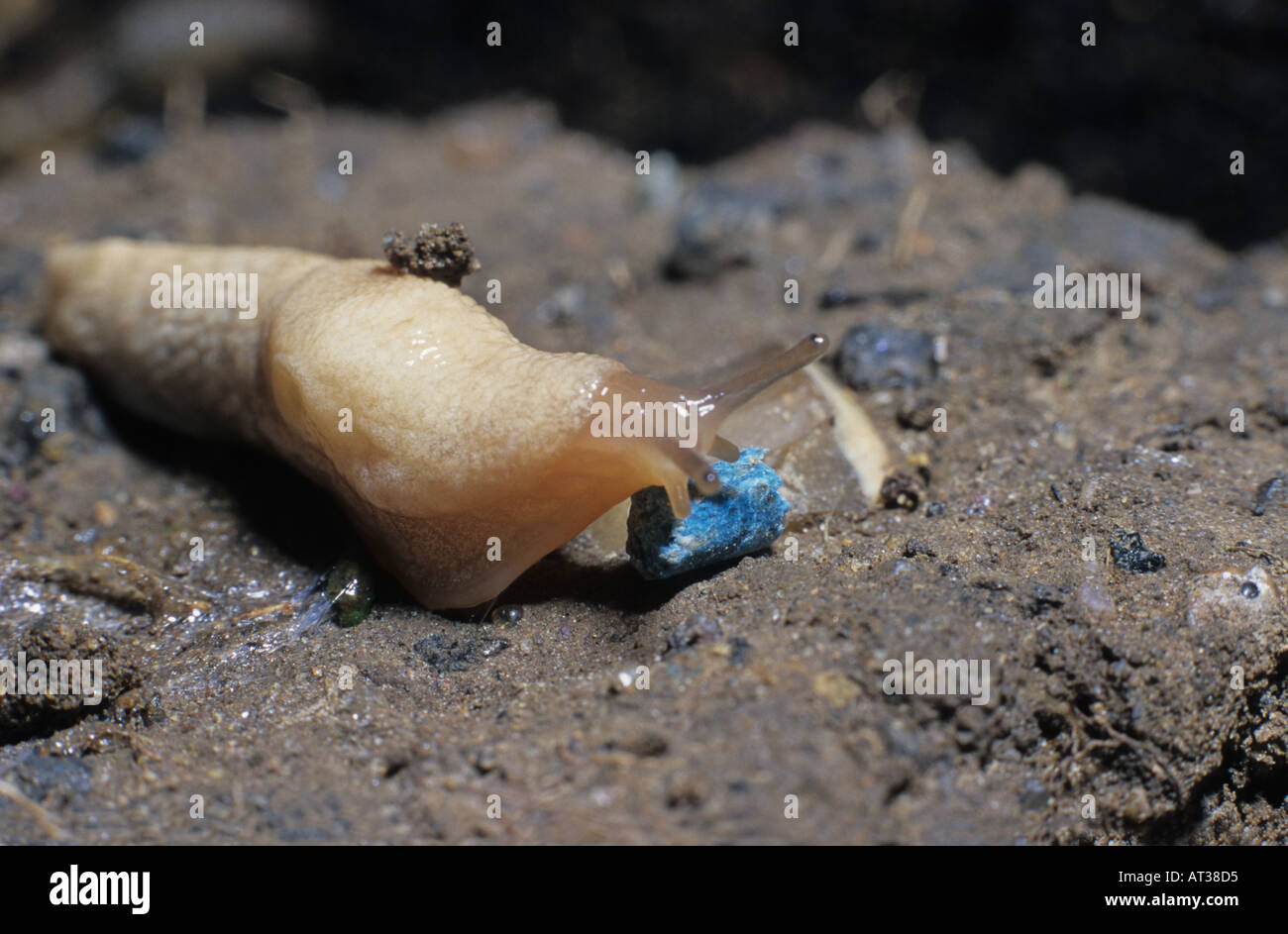 slug eating a blue slug pellet Stock Photo Alamy