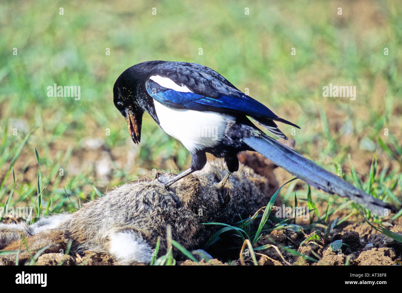 Rabbit watching hi-res stock photography and images - Alamy