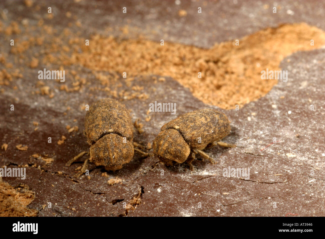 A pair of Death Watch Beetle leaving their exit holes Stock Photo