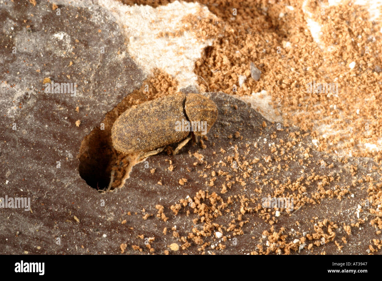 A Death Watch Beetle leaving its exit hole Stock Photo Alamy