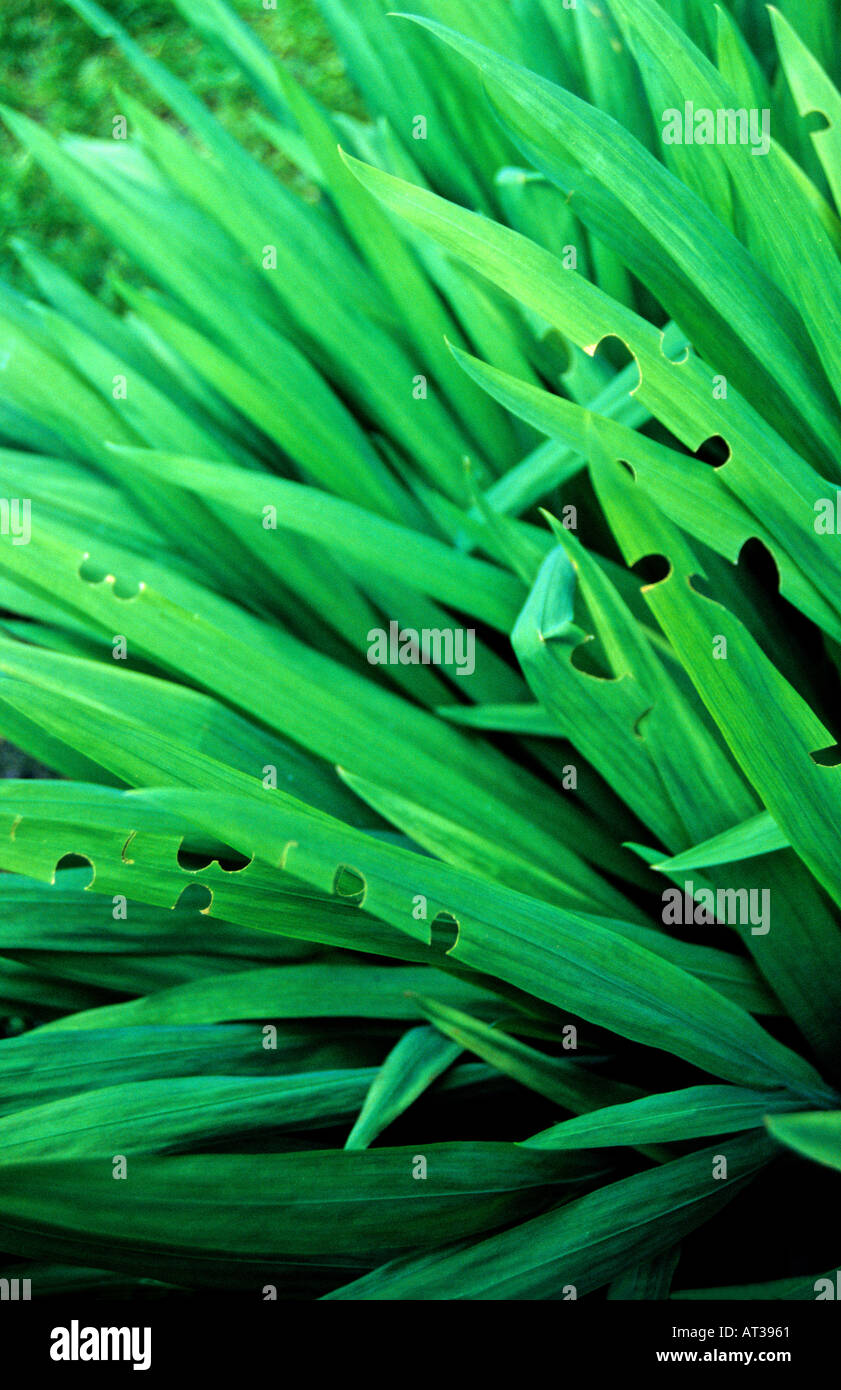 Leafcutter bee damage hires stock photography and images Alamy