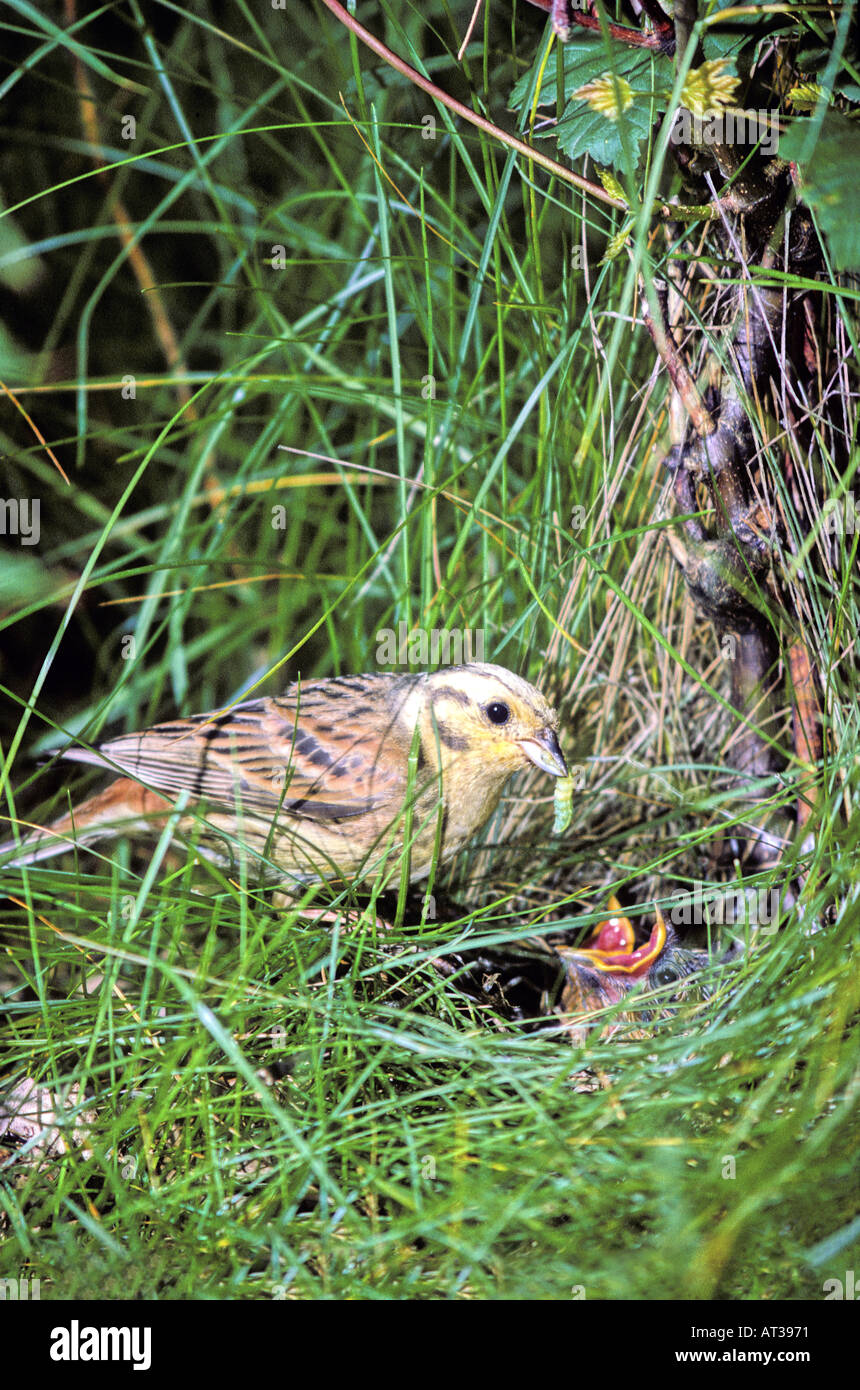 Yellowhammer (Emberiza citrinella) feeds chicks in nest in long grass. Bruant jaune.  Goldammer. Escribano Cerillo Stock Photo