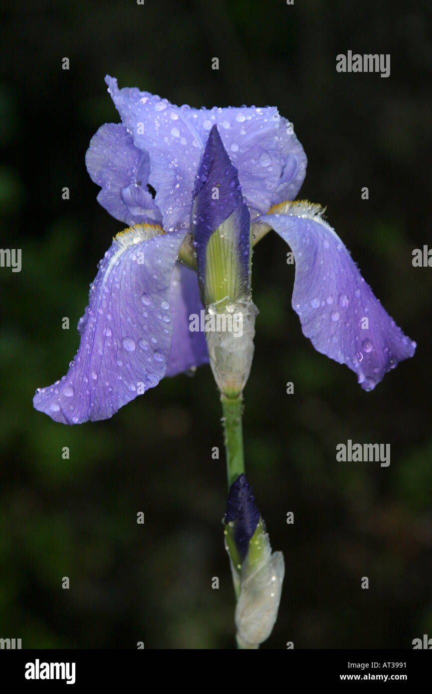 Iris in the rain Stock Photo