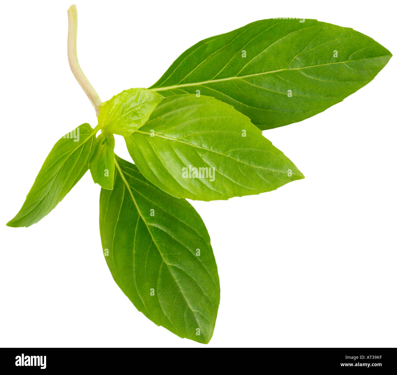 THAI SWEET BASIL CUT OUT Stock Photo Alamy