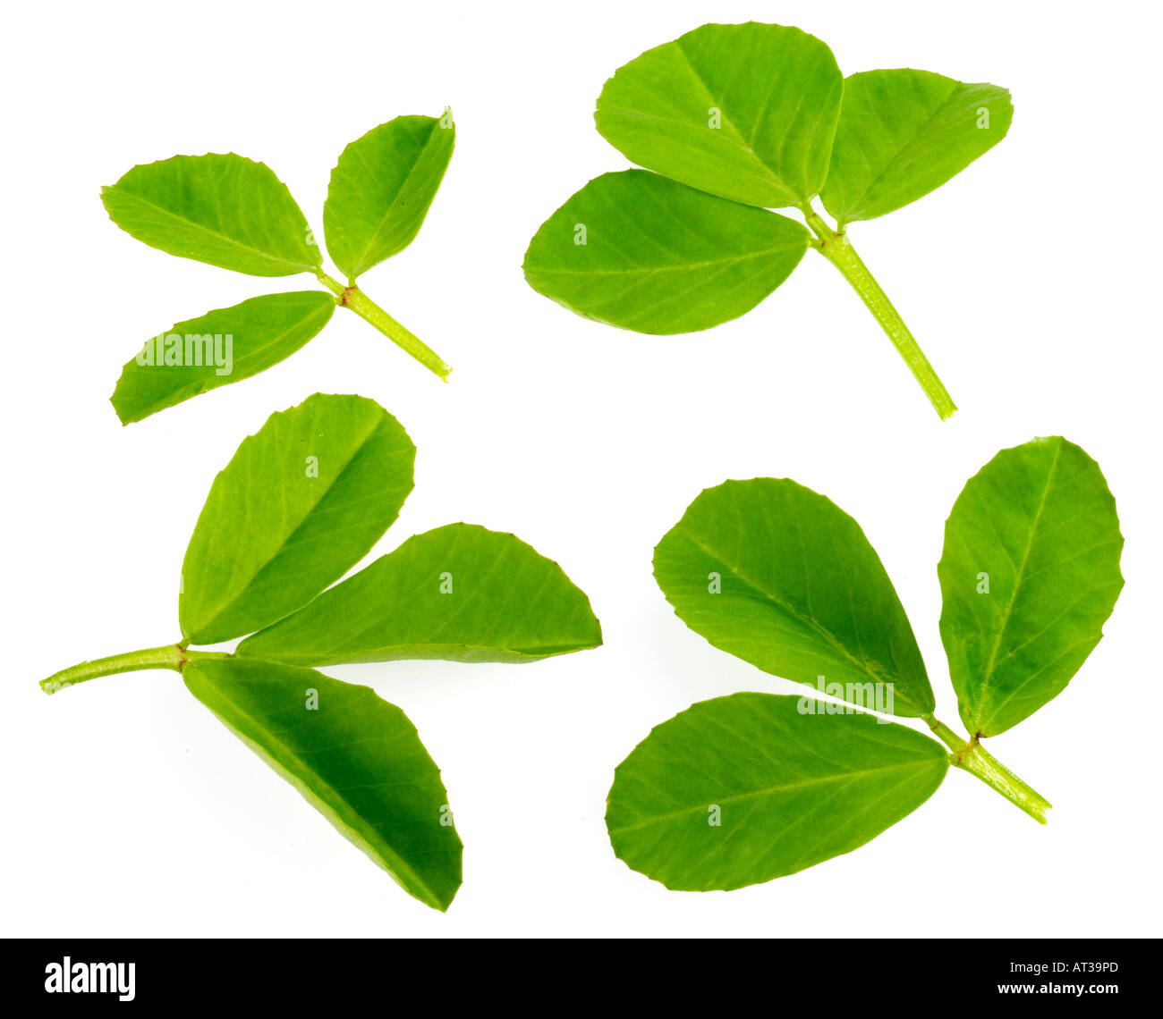Fenugreek leaves hires stock photography and images Alamy