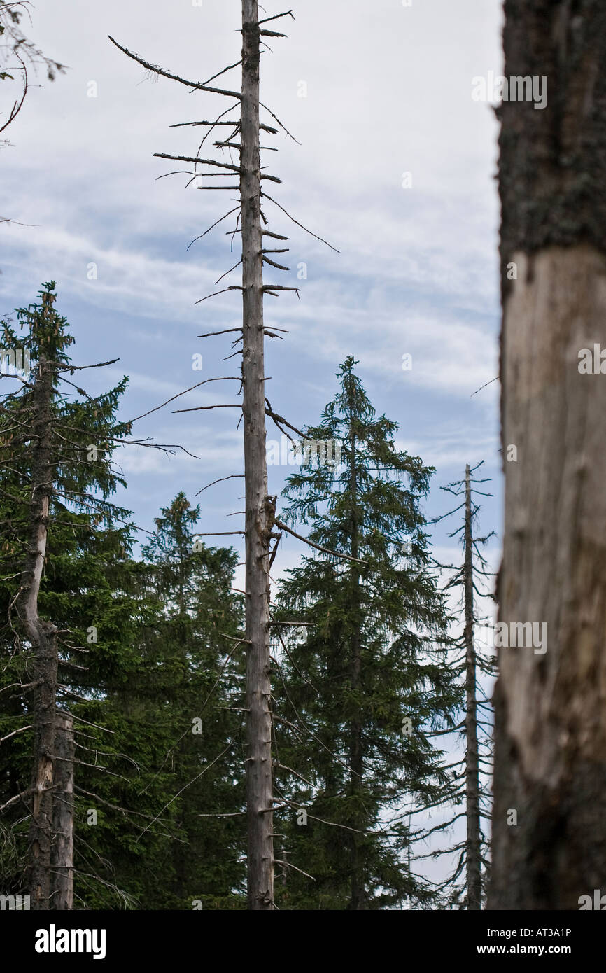 Dying trees in the Harz national park area near the Brocken in Lower