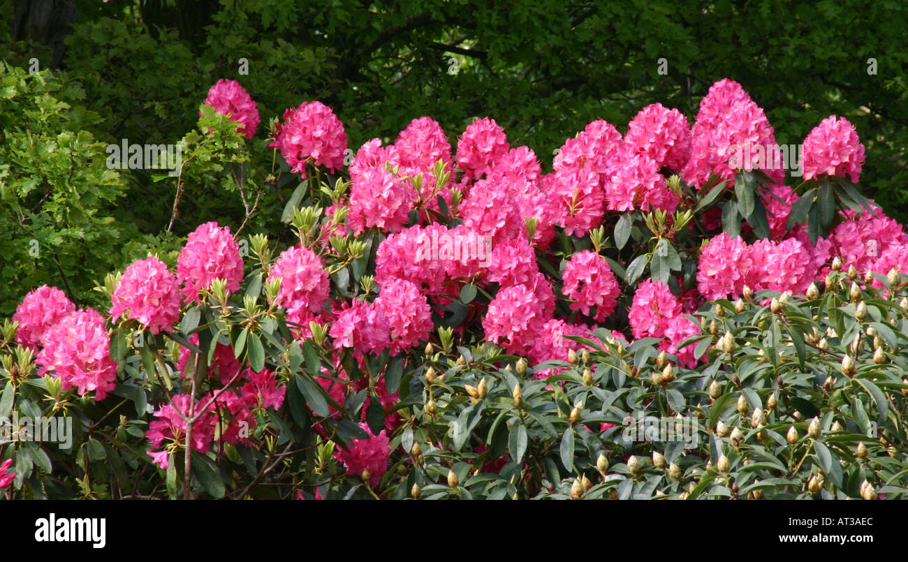 Red Rhododendron England Red rhododendron flowers red rhododendrons garden hi-res stock ...