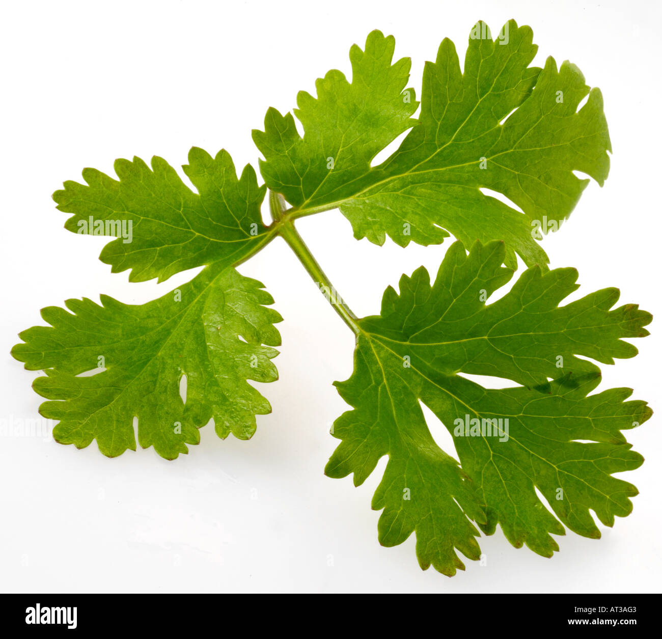Sprig coriander hires stock photography and images Alamy