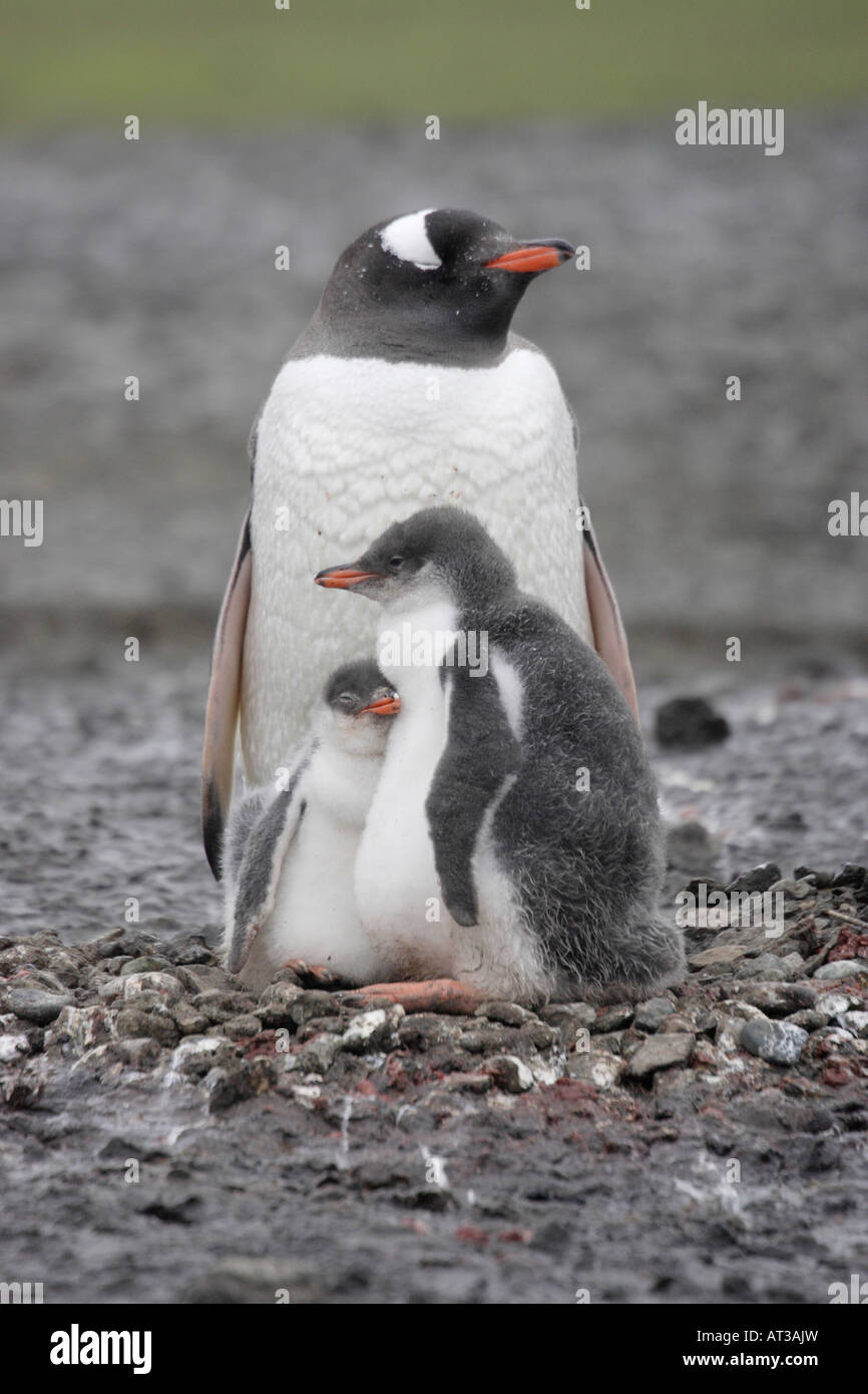 Gentoo Penguin in Antarctica Stock Photo