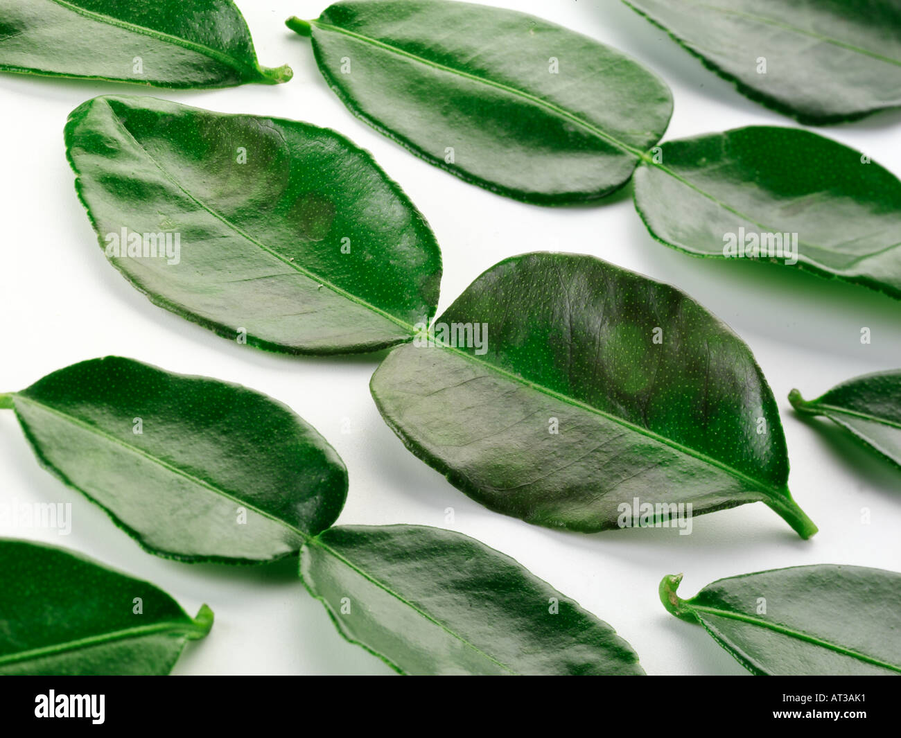 THAI LIME LEAVES / KAFFIR LIME LEAVES Stock Photo Alamy