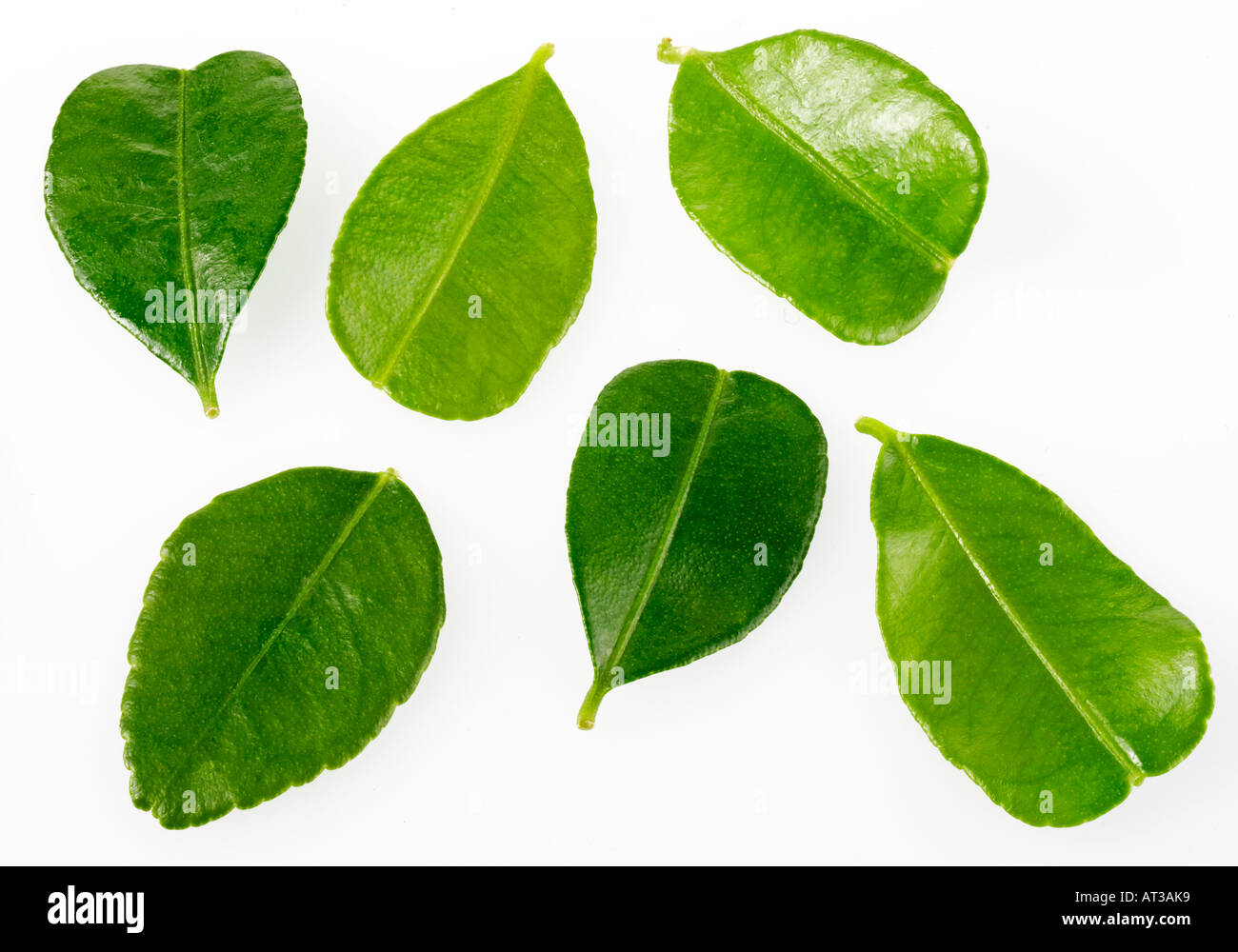 Thai Lime Leaves Kaffir Lime Leaves Cut Out Stock Photo Alamy,How To Keep Cats Away From Your Property