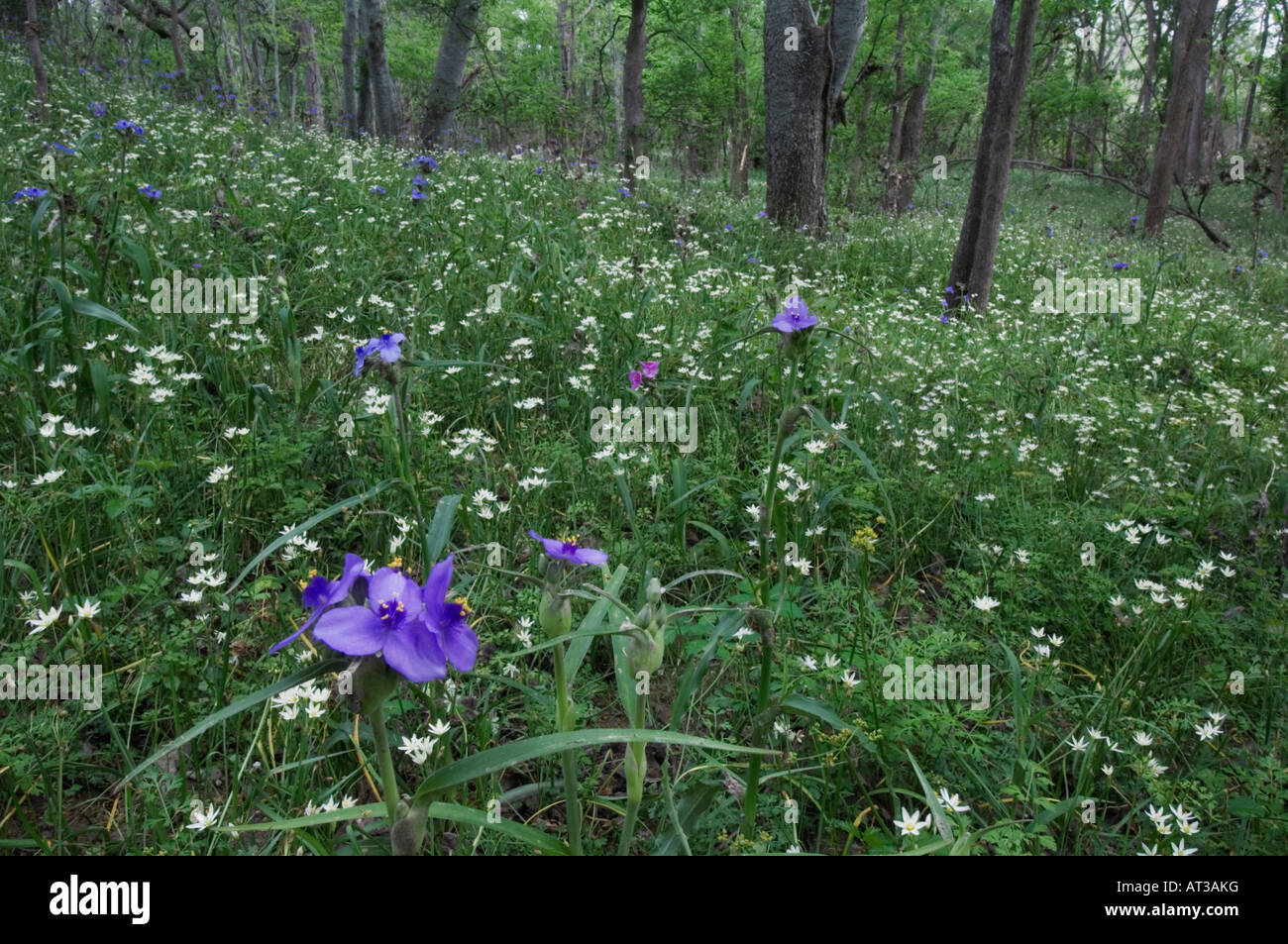 Prairie Spiderwort and False Garlic blooming on forest floor Palmetto State Park Gonzales County Texas USA March 2007 Stock Photo