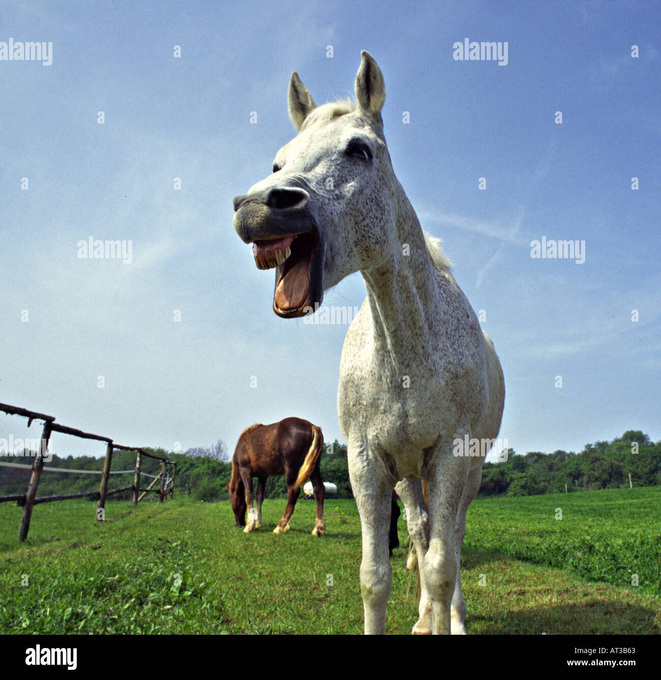 white horse whinnying Stock Photo Alamy