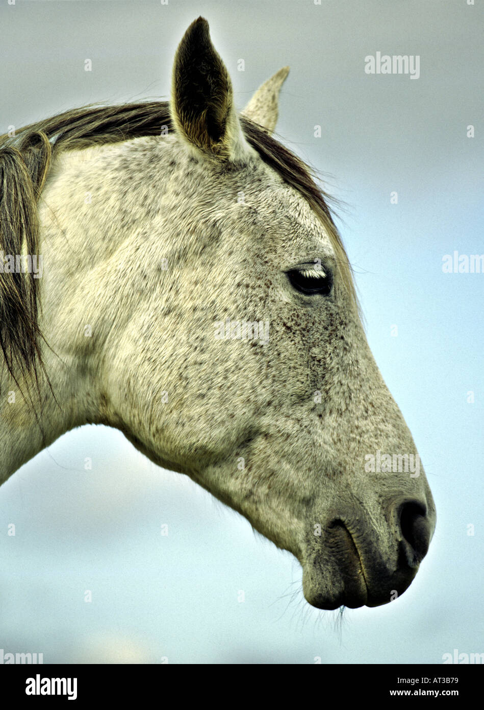 head of a white horse profile Stock Photo Alamy