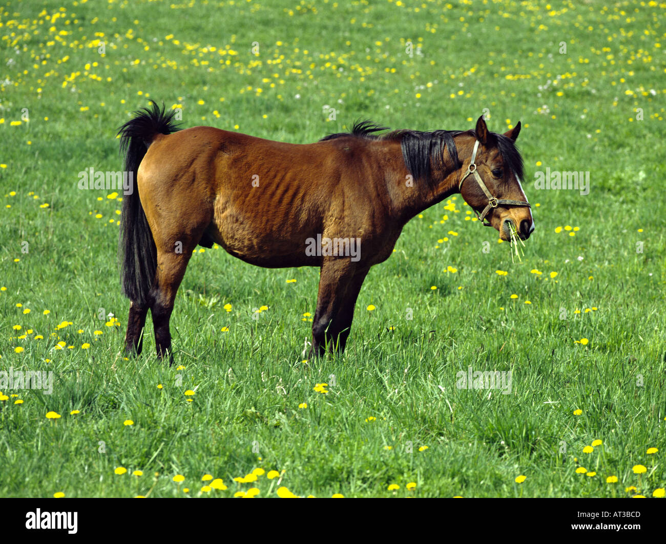 Willow Horse High Resolution Stock Photography and Images Alamy