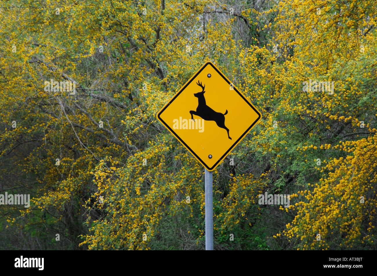 Deer sign and blooming Huisache trees Acacia farnesiana Choke Canyon SP Live Oak County Texas USA March 2007 Stock Photo