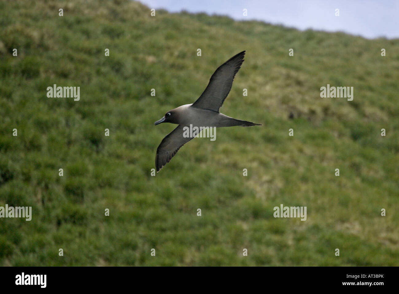 Light Mantled Sooty Albatross in flight Stock Photo - Alamy