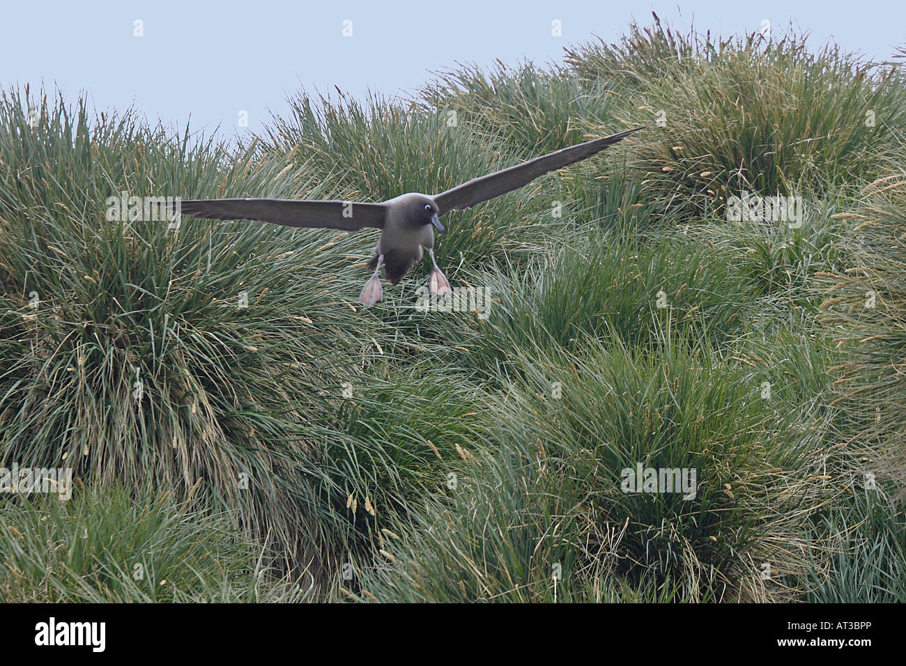 Light Mantled Sooty Albatross in flight Stock Photo - Alamy