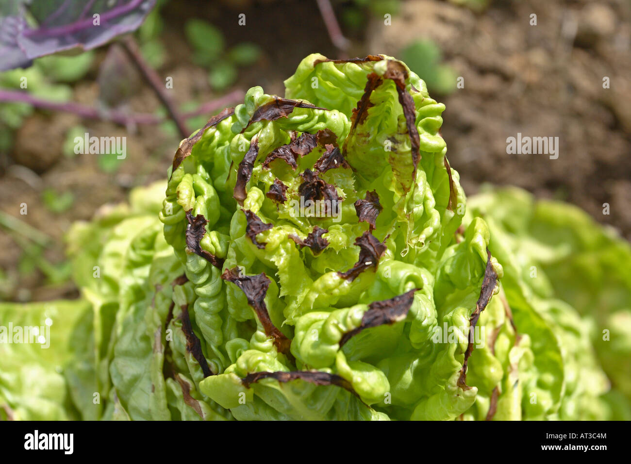 TIP BURN IN LETTUCE MAY BE CAUSED BY CALCIUM DEFICIENCY Stock Photo