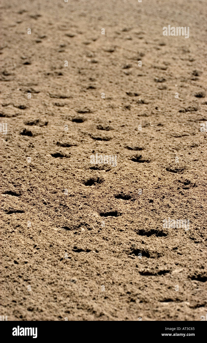 Horse shoe prints hires stock photography and images Alamy