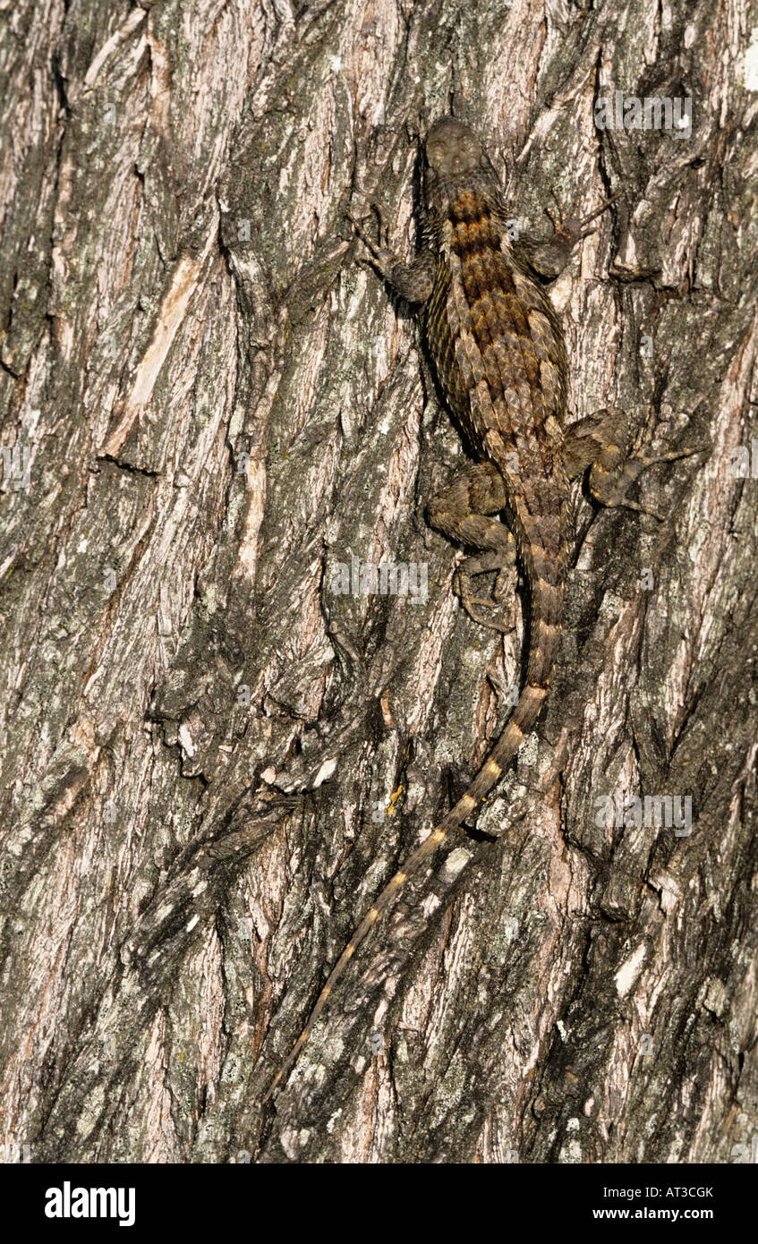 Texas Spiny Lizard Sceloperus olivaceus adult on Mesquite tree bark