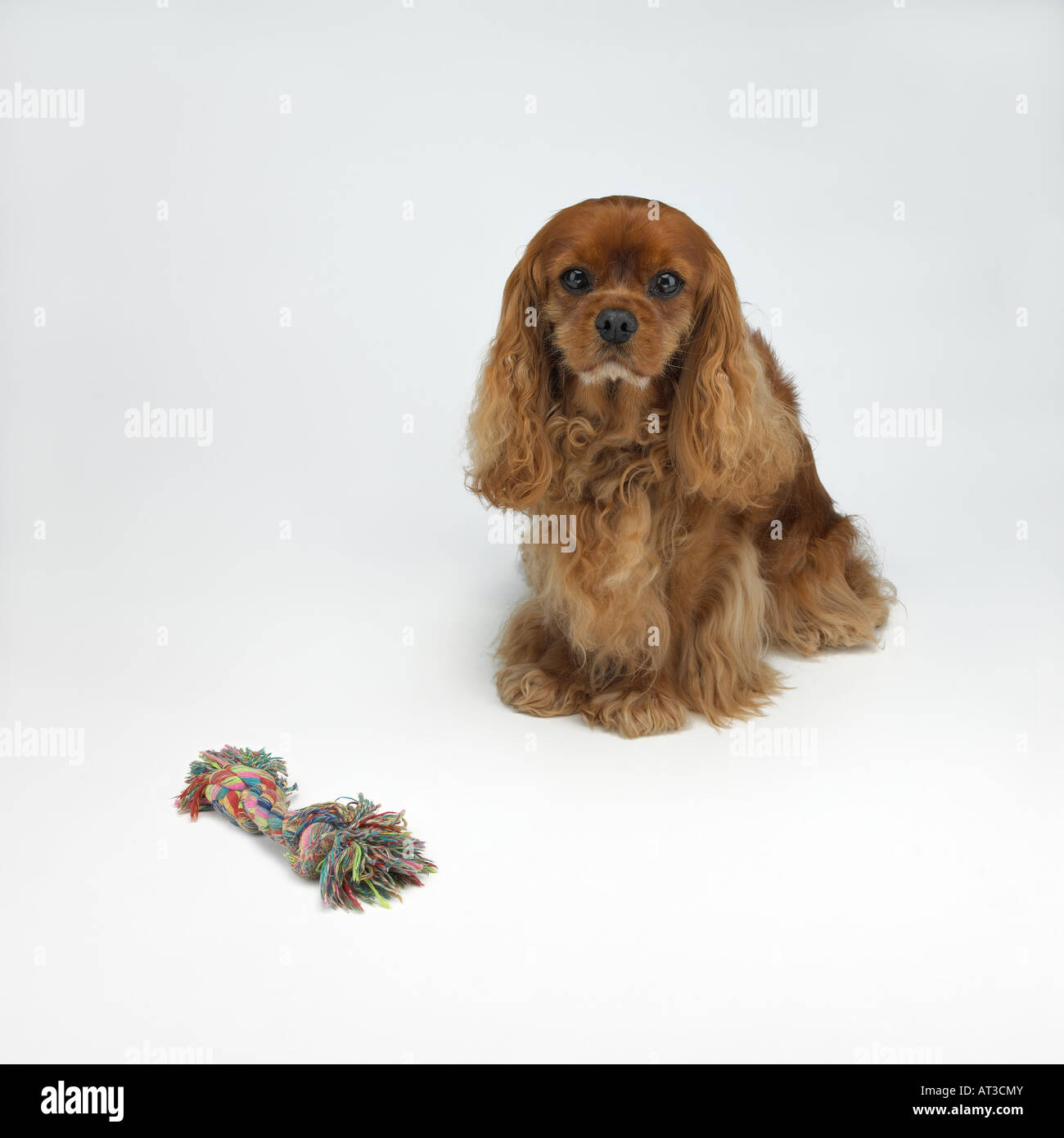 Rag dog hi-res stock photography and images - Alamy