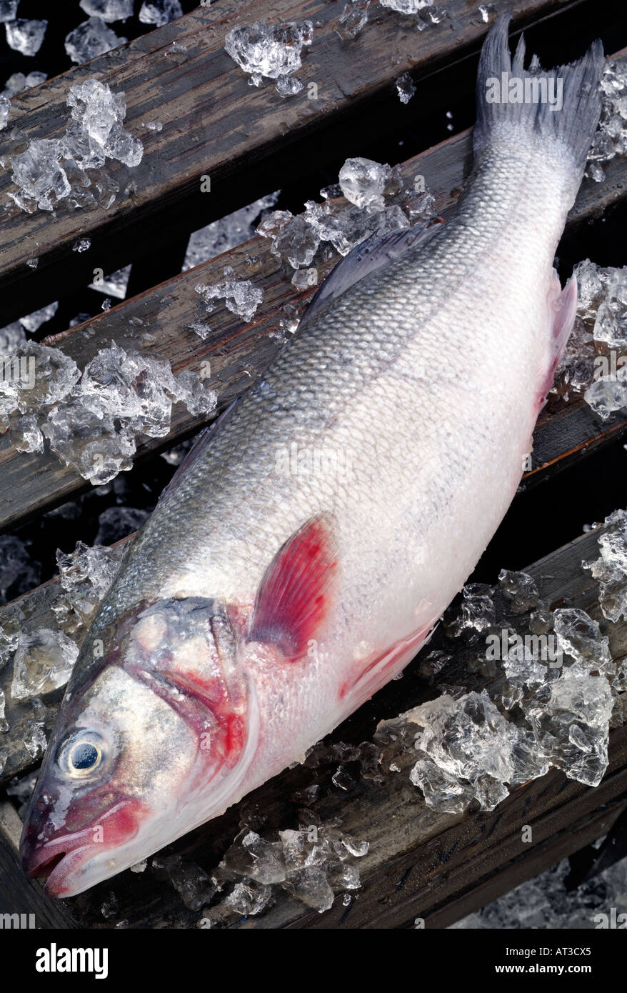 Fresh uncooked seabass fish hi-res stock photography and images - Alamy