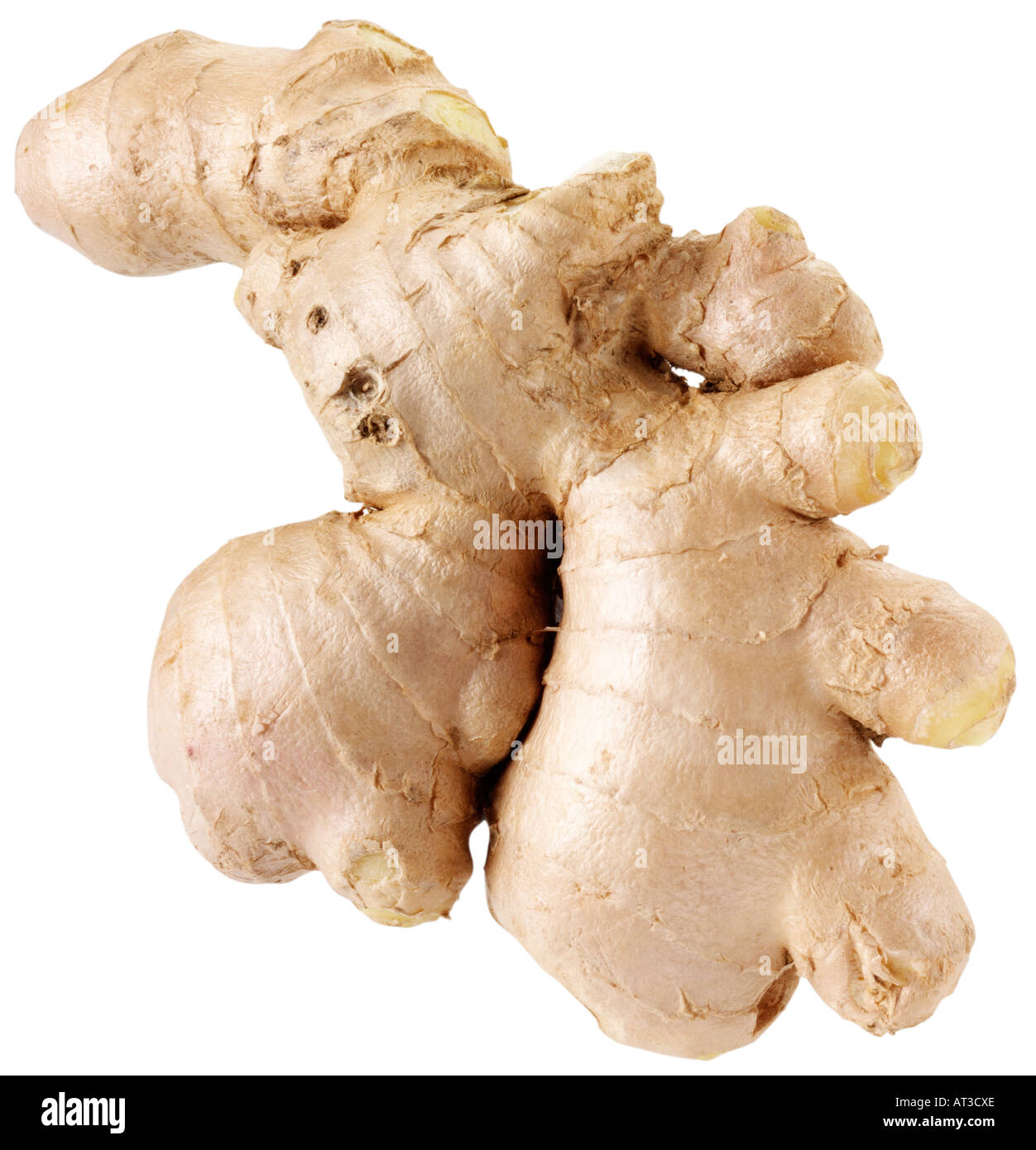 WHOLE GINGER ROOT CUT OUT Stock Photo