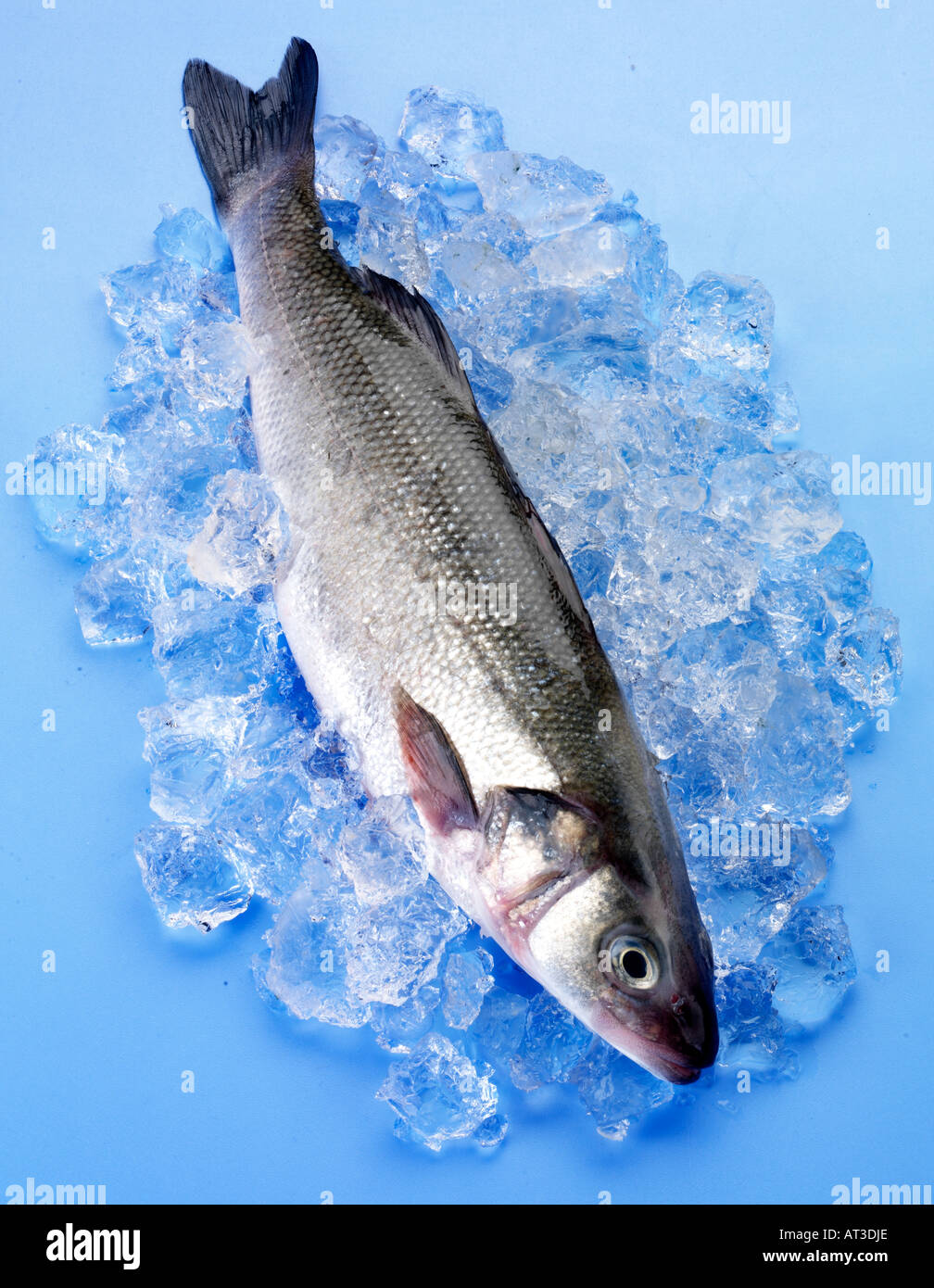 Seebus Fish Seabass fish hi-res stock photography and images - Alamy