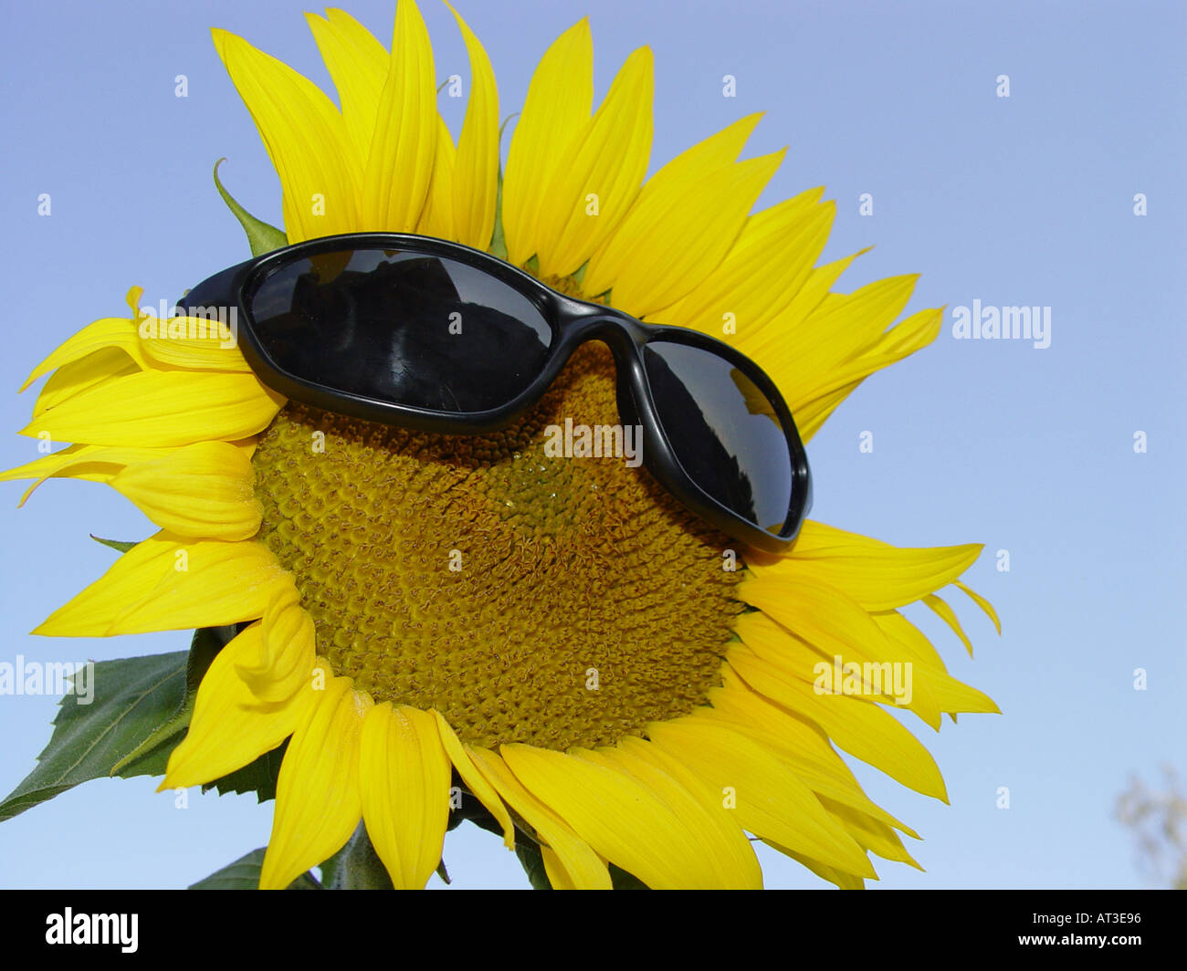 Sunflower with sun glasses as symbol for protection from solar