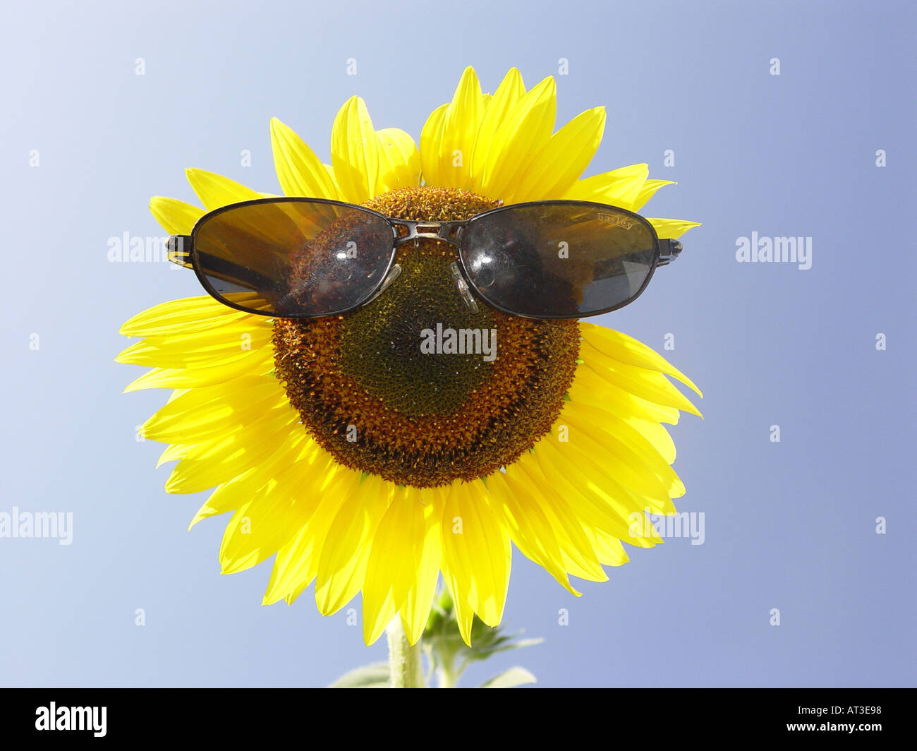 Sunflower with sun glasses as symbol for protection from solar