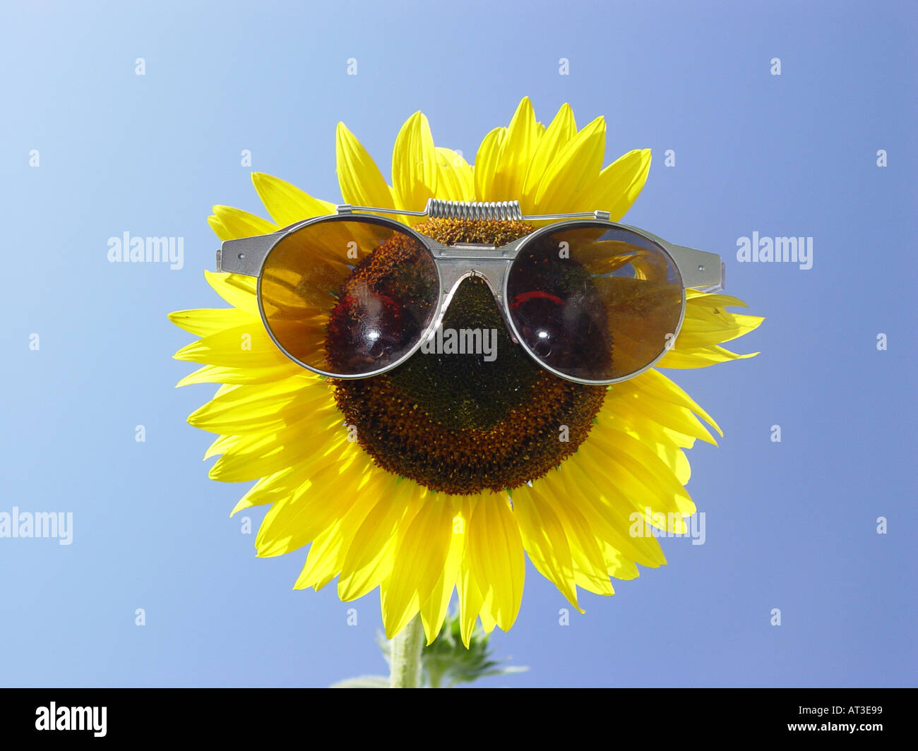 Sunflower with sun glasses as symbol for protection from solar