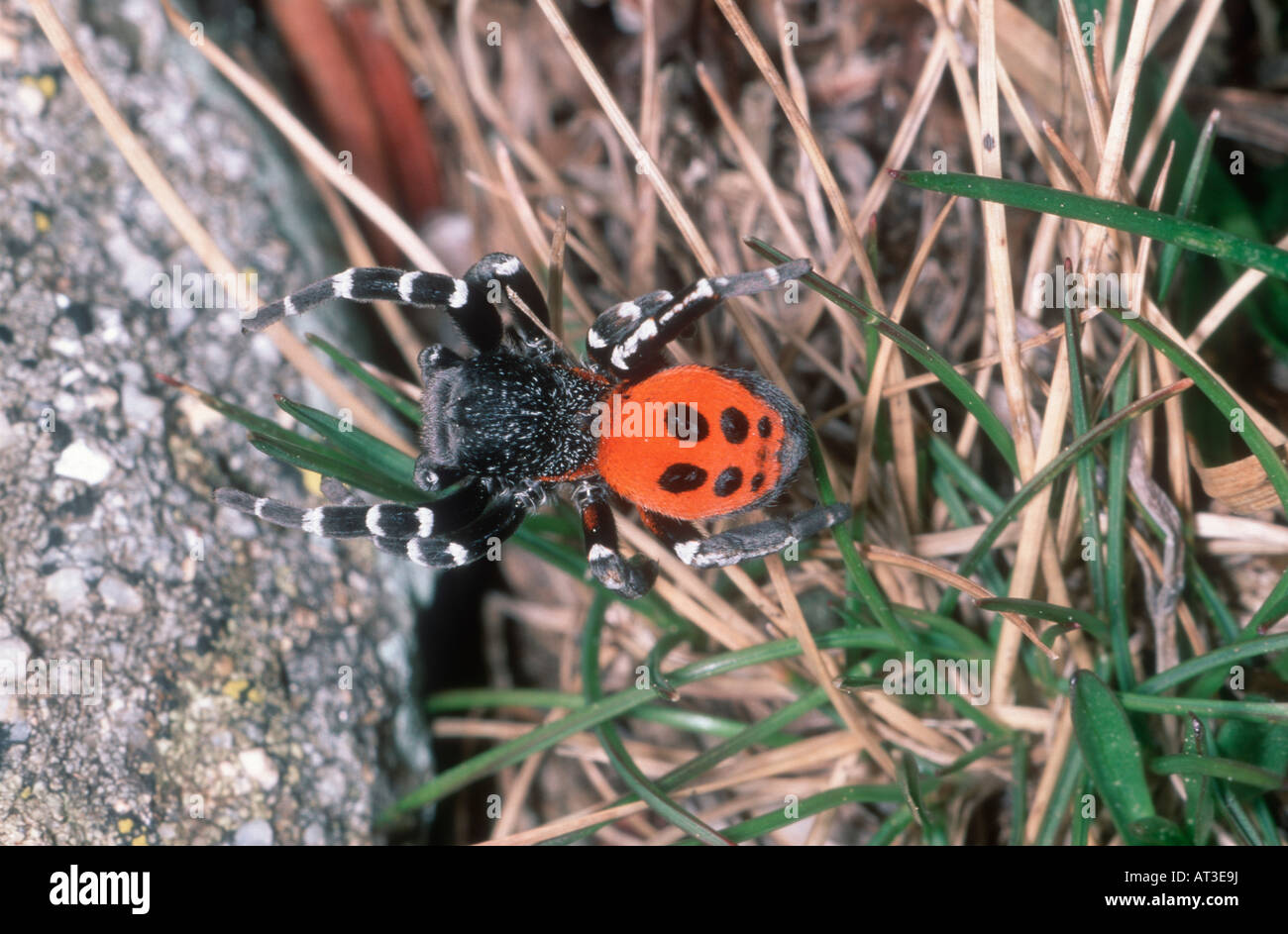 Ladybird Spider, Eresus niger. Male on ground Stock Photo