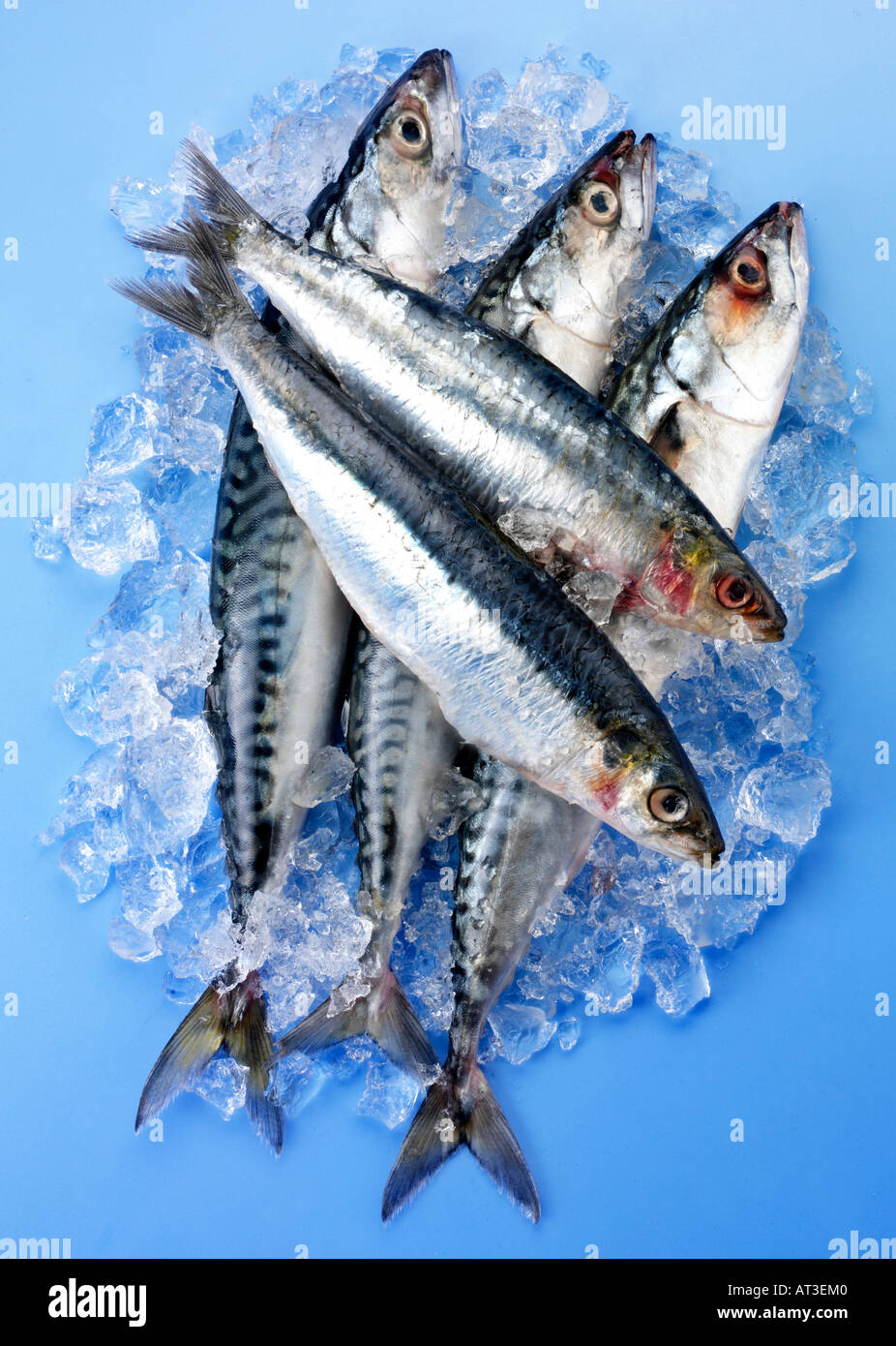 FRESH OILY FISH Stock Photo - Alamy