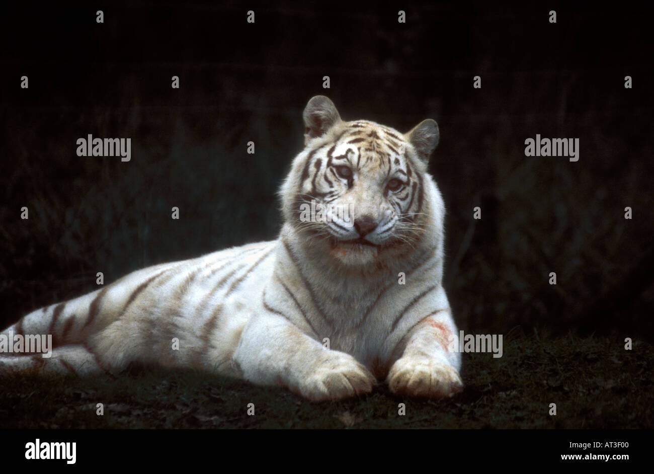 Safari Ltd – Tigre Del Bengala Bianca: Figurina Realistica E Dettagliata