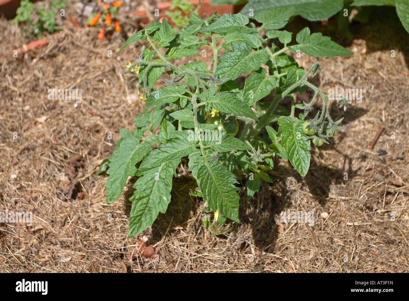 GRASS CUTTING MULCH APPLIED ROUND TOMATO PLANTS Stock Photo Alamy