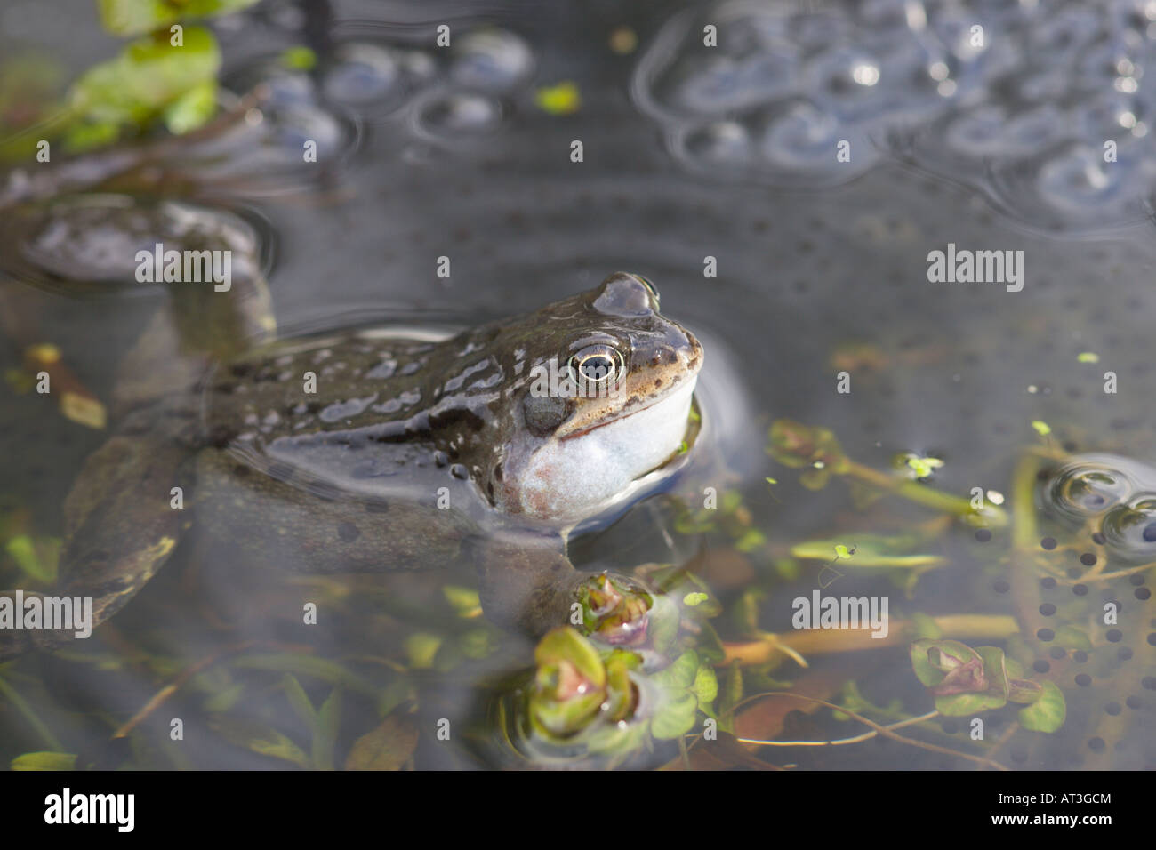 Common frog Rana temporaria male with frog spawn Stock Photo