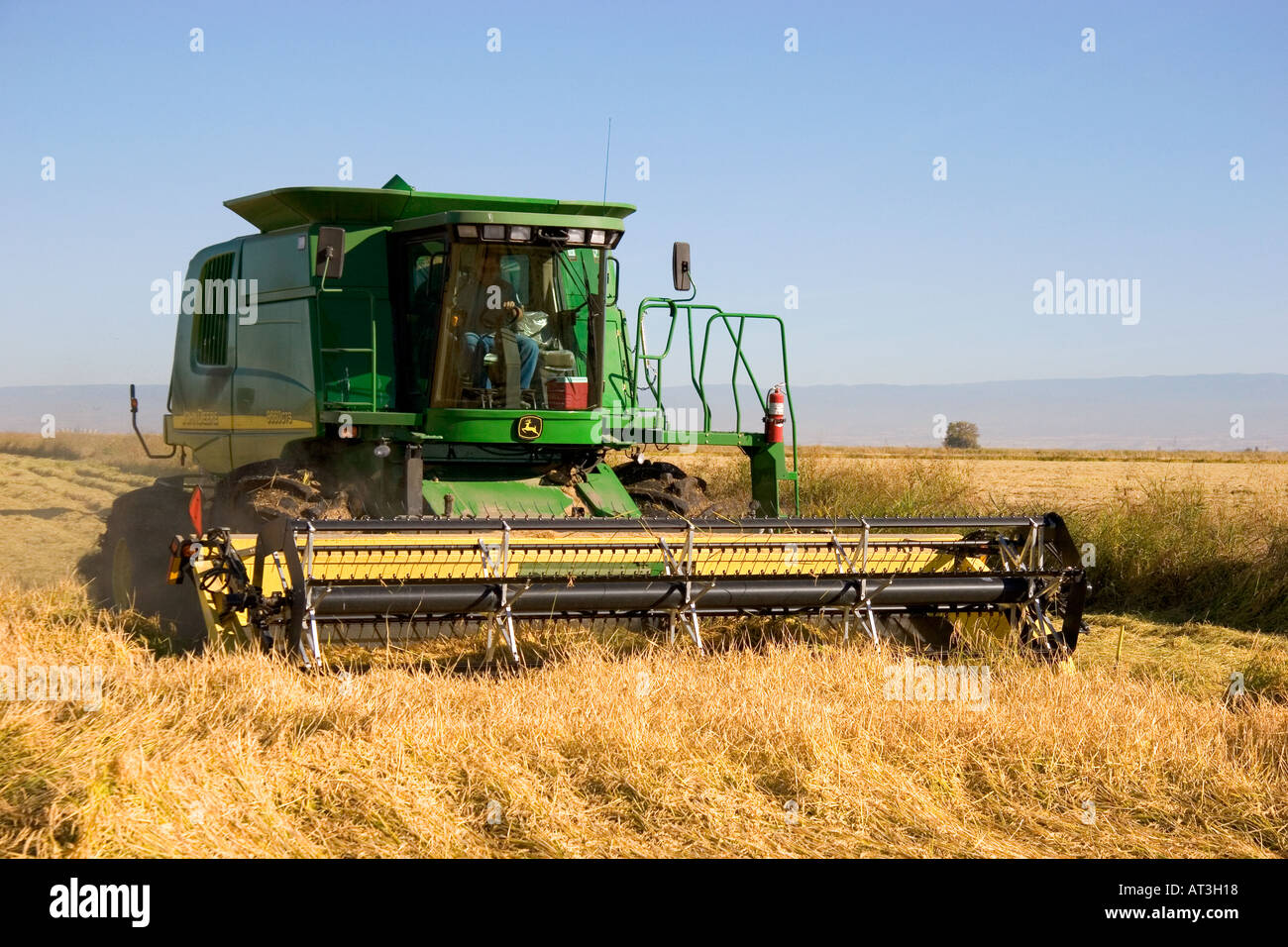 Rice grain harvest near Richvale, California. Stock Photo