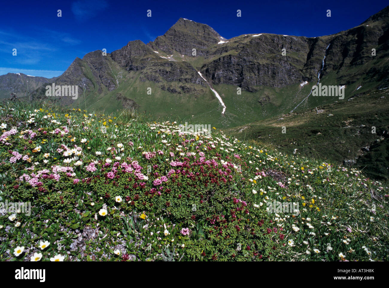 Wildflowers blooming Alps Switzerland June 1995 Stock Photo