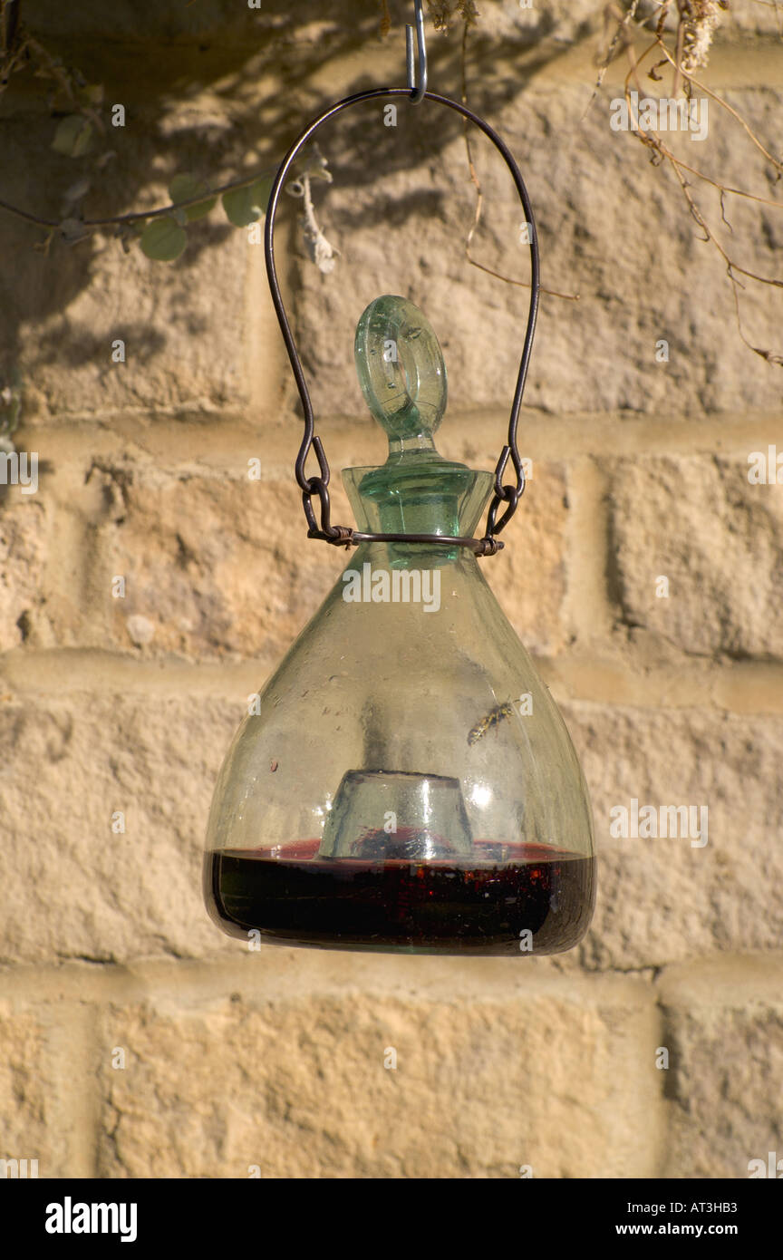 Glass wasp trap loaded with fruit juice Stock Photo Alamy