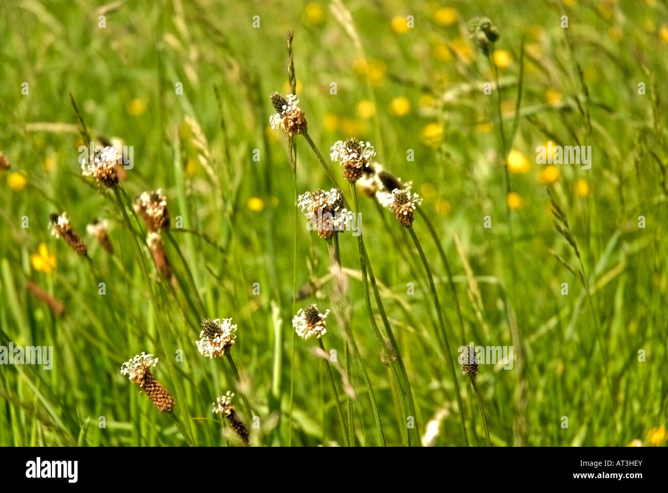 Flowering English Plantain, Plantago lanceolata. It is a common weed of cultivated land. Stock Photo
