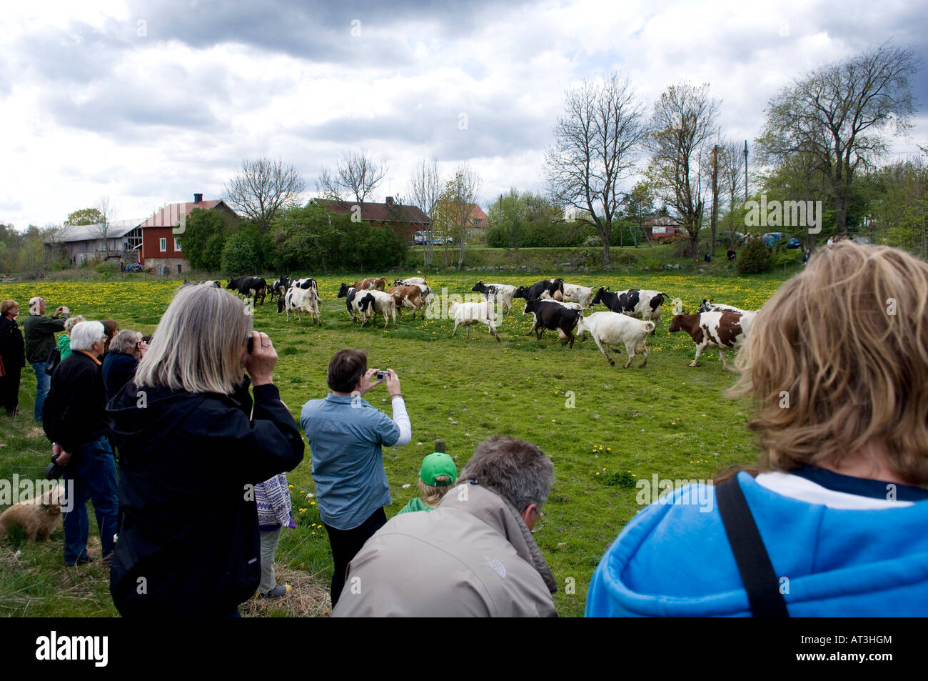 Crowd watch as cows are let out into the spring pasture after a winter indoors Stock Photo